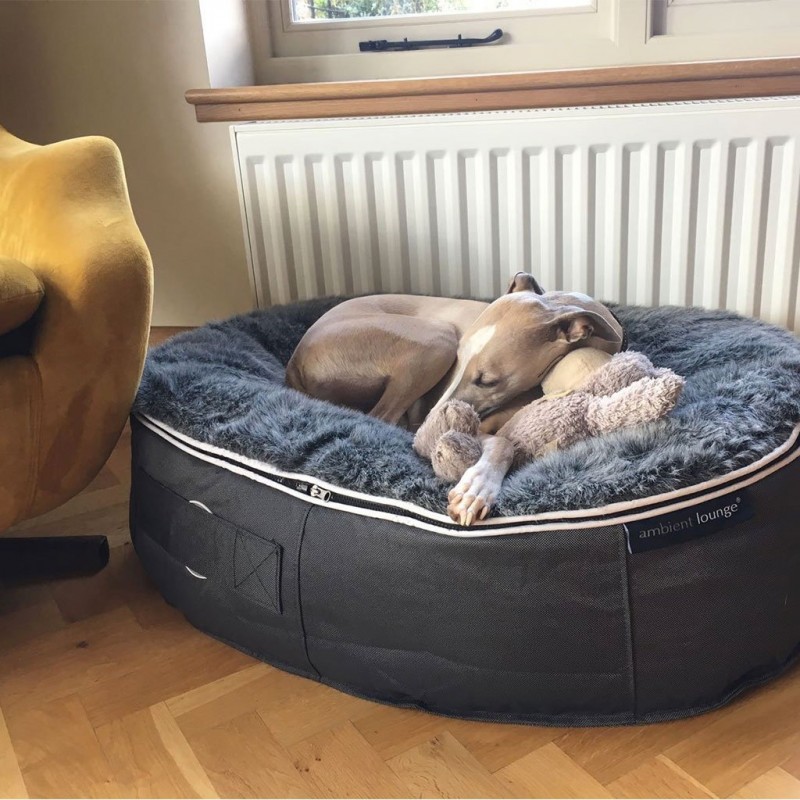 Cradle Of Comfort: The Science Behind A Dog’s Restful Sleep – AAR Bulldog